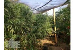 Pot Bust Near Downtown San Bernardino