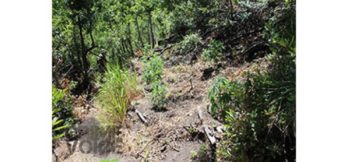 Nearly 6,000 Pot Plants Discovered