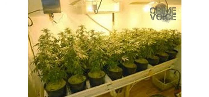 Shooting Leads to Cannabis Arrest