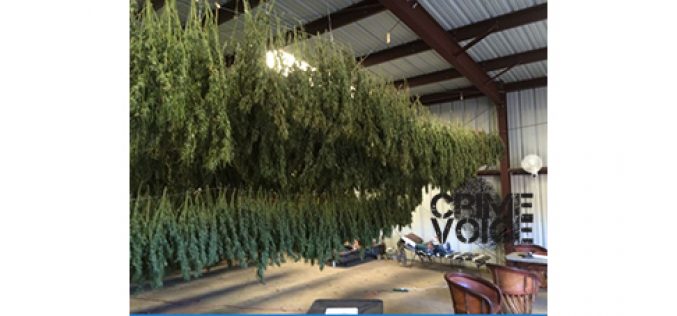 Overflight Operation Spots Marijuana Grow