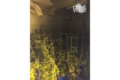 SBSD Discovers and Stops a Marijuana Grow