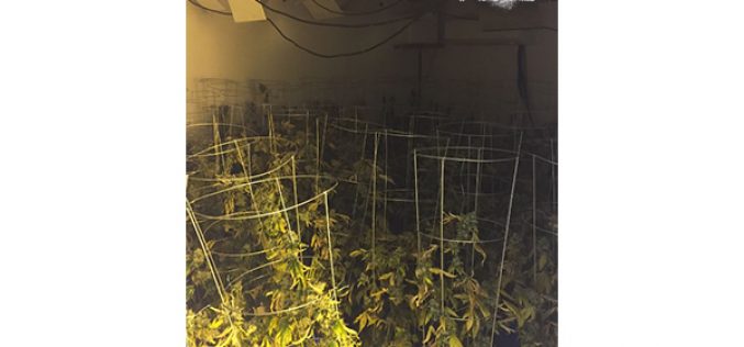 SBSD Discovers and Stops a Marijuana Grow