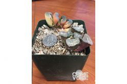 Rare Plant Thief Nabbed