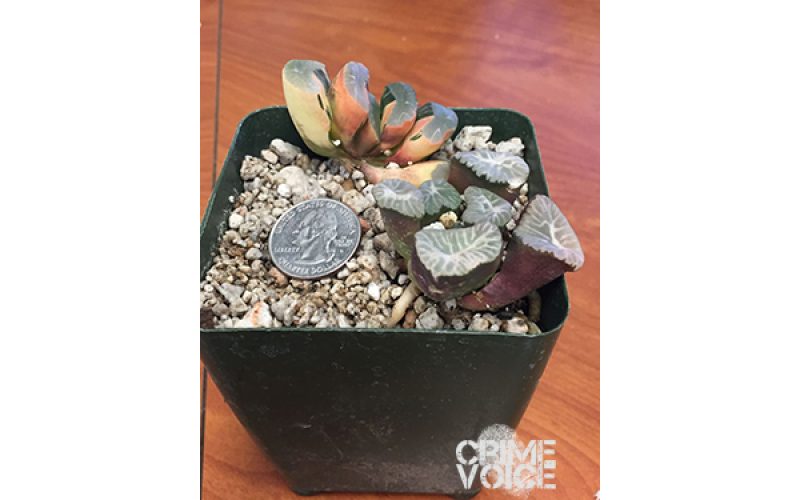 Rare Plant Thief Nabbed