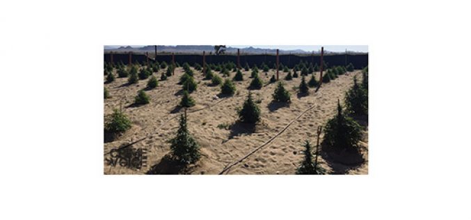 3 Grow Sites, 1900 Plants, 6 Arrests