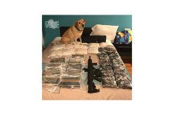 ‘Operation Green Hand’ Yields 88 Arrests