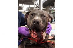 Suspected Animal Abuser Arrested, Puppy Needs Facial Surgery