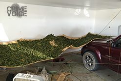 Hikers Stumble Onto Illegal Marijuana Grow Site