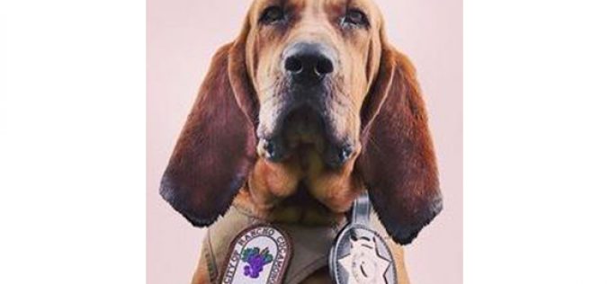 K-9 Dare Leaps into Action to Track a Fleeing Car Thief