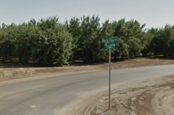 Car Thief Tries to Hide in Tree, K-9 Assists in his Surrender