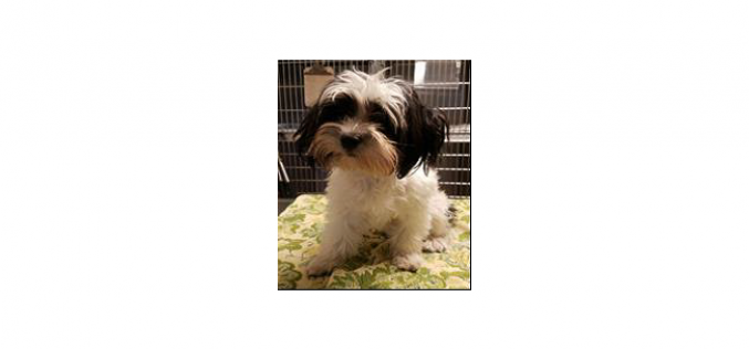 Hollister juvenile charged with felony animal cruelty after discovery of Snapchat video