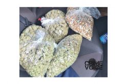 Facebook Surveillance Lands Probationer Back in Jail on Drug Charges