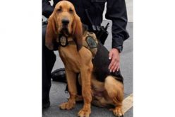 K9 Unit’s “JAX” Rescues an Unconscious Missing Person