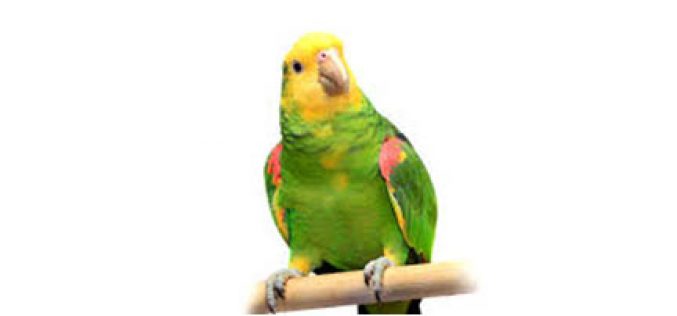 5 Years Probation for Killing Parrot