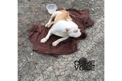 Dumping Dogs in Clarksburg Continues