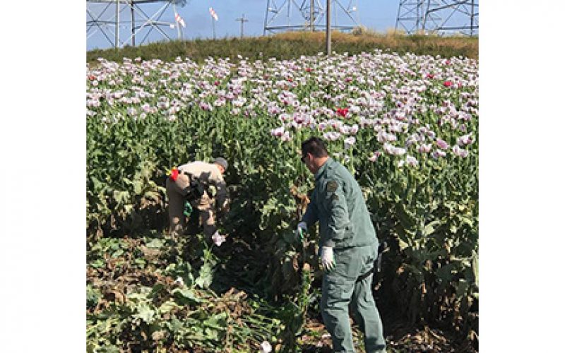 Investigation Unveils an Acre of Poppies