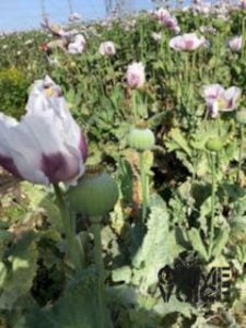 poppy-field-in-monterey