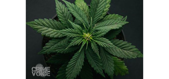 Illicit Marijuana Operation Discovered