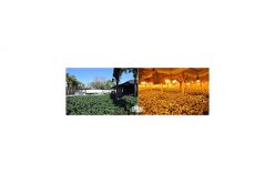 4,000+ Marijuana Plants Discovered and Destroyed