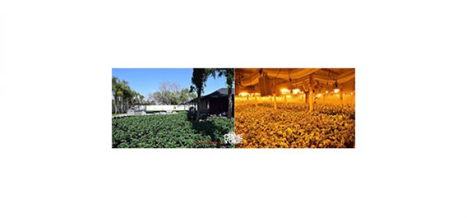 4,000+ Marijuana Plants Discovered and Destroyed