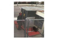 Man Breaks His Lost Dog out From Kennel