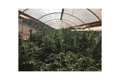 Commercial Medical Cannabis Site….Not