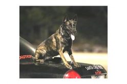 K-9 Luna Does it Again, Sniffs out Drugs and Guns