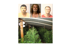 Early Morning Raid Uproots 130 Marijuana Plants