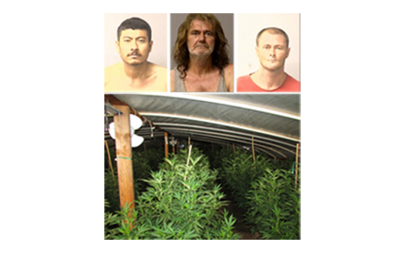 Early Morning Raid Uproots 130 Marijuana Plants