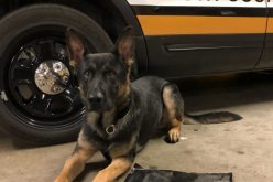 K-9 Fritz Helps Stop Tina and Arrest Tedi in Their Toyota