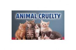 Animal Cruelty Results in Cat’s Death, Man’s Arrest