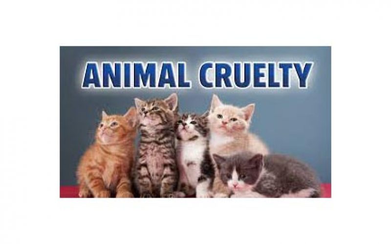 Animal Cruelty Results in Cat’s Death, Man’s Arrest