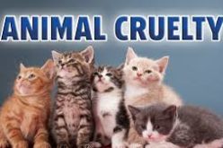 Calaveras County Deputies Make an Arrest for Animal Cruelty