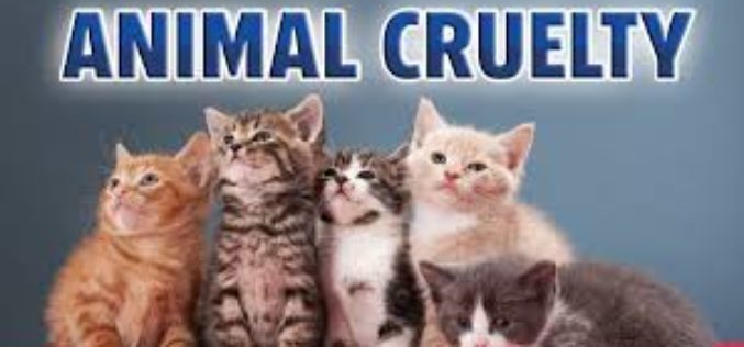 Calaveras County Deputies Make an Arrest for Animal Cruelty