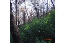 10,000 Pot Plants Are Hard To Hide