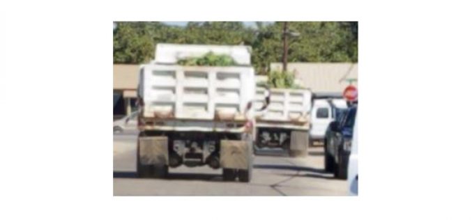 Wake and Bake of 2,000 Plants at Marijuana Garden Grow