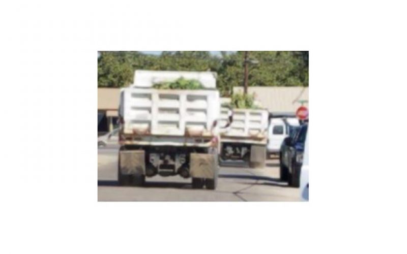 Wake and Bake of 2,000 Plants at Marijuana Garden Grow