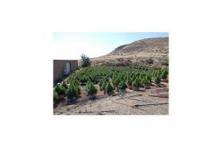 These Aren’t Christmas Trees