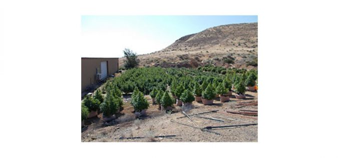 These Aren’t Christmas Trees