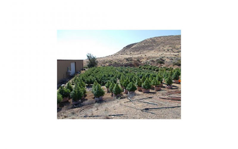 These Aren’t Christmas Trees