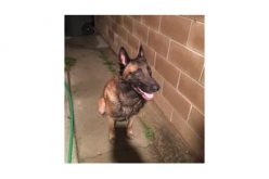 DUI Wrong Way Driver Pursuit Nabs Two Teens With Three Loaded Guns