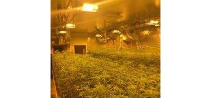 Search Warrant On Illegal Marijuana Grow Nabs Nearly 4,600 Pot Plants In Nine Units