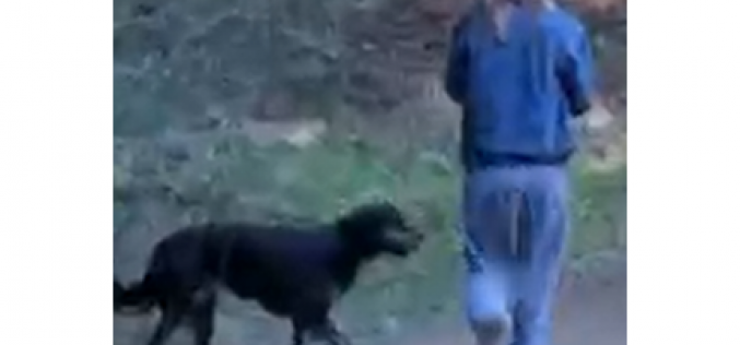 A Dog Walker is Arrested for Biting and Robbing a Jogger