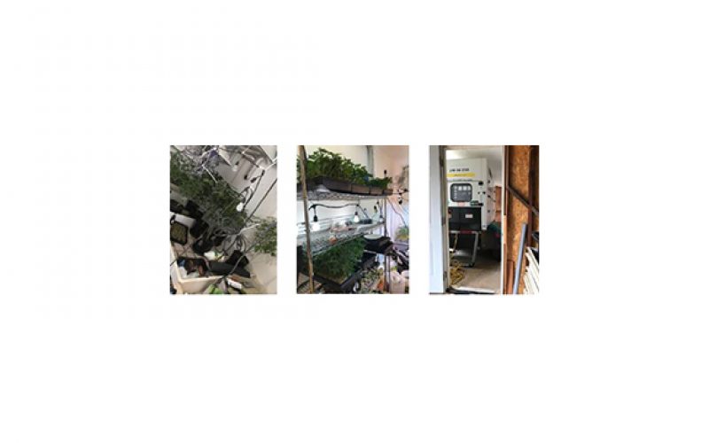 One man apprehended inside marijuana grow house