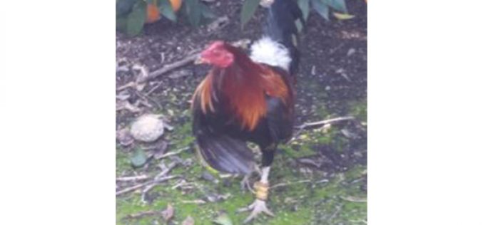 Several Arrested During Cockfighting Ring Bust