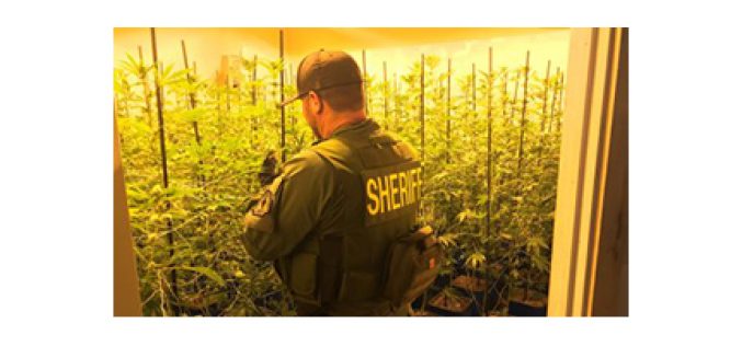 Illicit Marijuana farming syphoned off $$$ in So Cal energy