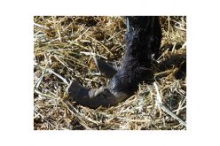 Burro sanctuary owner arrested for animal cruelty