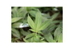 Five arrested for theft from marijuana cultivation site