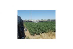 Over 11,000 marijuana plants discovered in Kern grow site