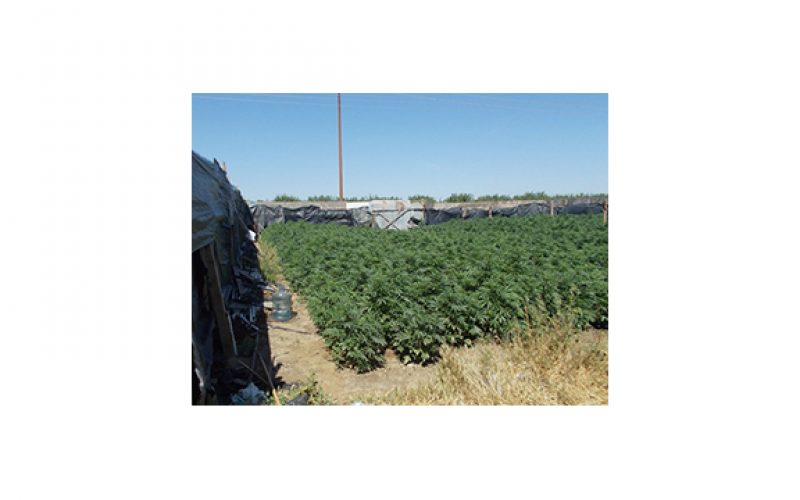 Over 11,000 marijuana plants discovered in Kern grow site